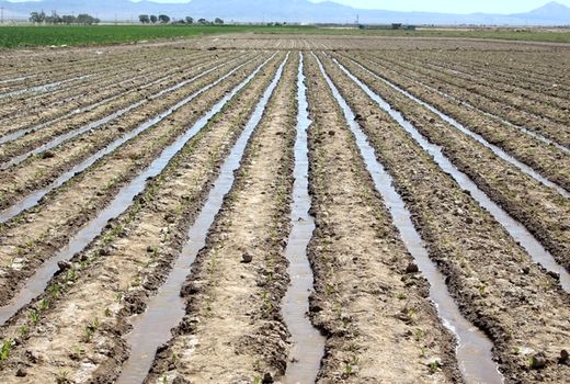 7هکتار چغندرقند پاییزه به صورت پایلوت در مزارع شهرستان مانه و سملقان کشت شد