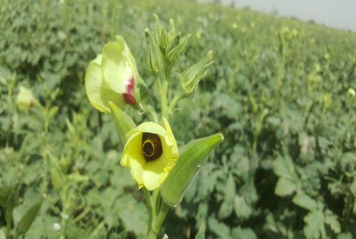 برداشت بامیه