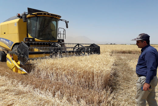 خرید تضمینی گندم به یک میلیون و 410 هزار تن رسید