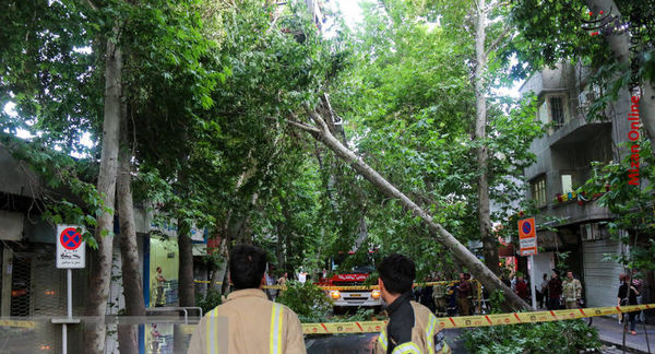 طوفان فقط چند درخت جوان را از ریشه درآورد