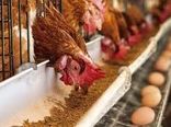 تامین نهاده مرغداران بوشهر از ذخایر استراتژیک/ رشد 12/83 درصدی جوجه‌ریزی