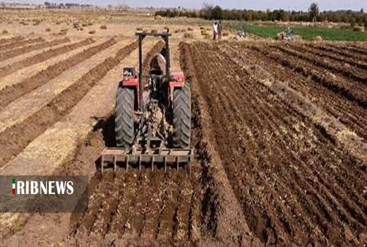 کشت انتظاری 100 هکتار عدس و نخود