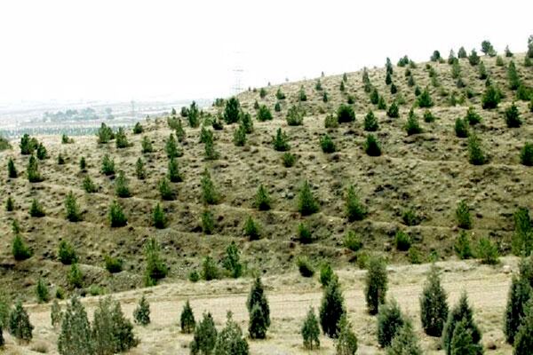 تمرکز طرح‌های جنگل کاری استان قزوین در الموت و طارم 