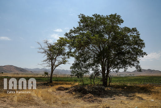 مزرعه کاشت گیاهان دارویی در اراک 