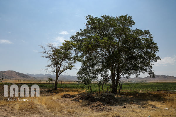 مزرعه کاشت گیاهان دارویی در اراک 