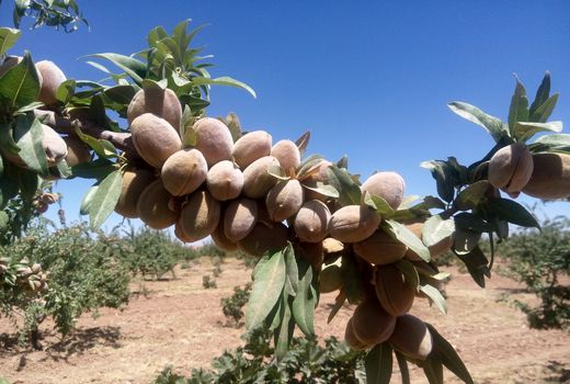 برداشت بادام از باغ های نی ریز آغاز شد 