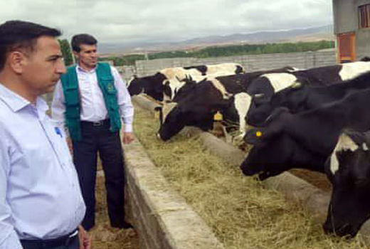 پلاک کوبی و هویت گذاری جمعیت دامی در شهرستان ورزقان