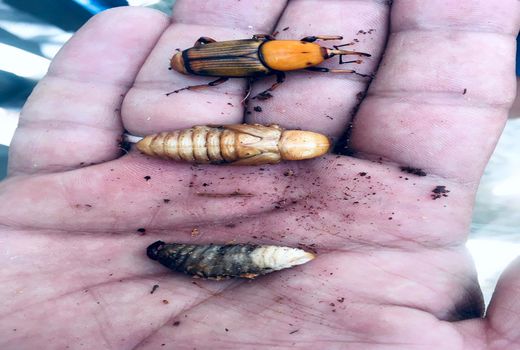 425 نخل آلوده به سوسک در قیروکارزین شناسایی شد