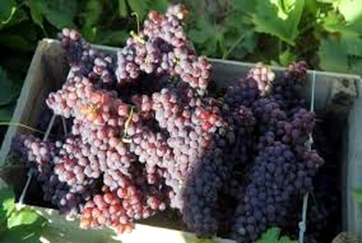 انگور یاقوتی نوبرانه ی باغات مهر