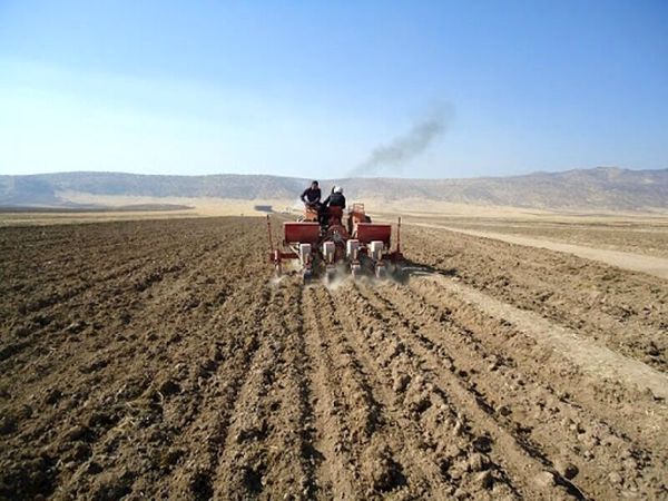 نبود بارندگی کشت کلزا در خراسان شمالی را کاهش داد
