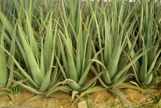 طلای سبز مغفول مانده از چشم سرمایه‌گذاران 