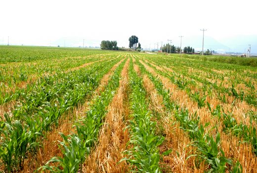 اجرای کشاورزی حفاظتی در ۵۰۰ هزار هکتار از اراضی آذربایجان شرقی