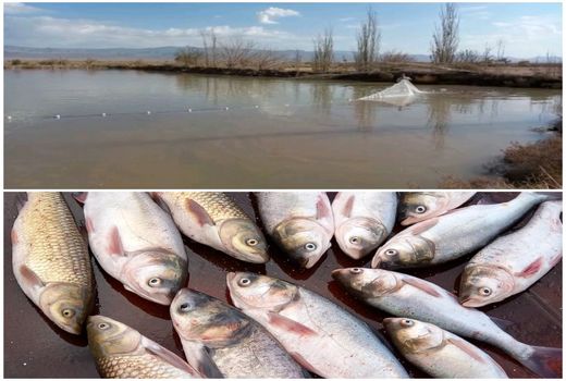 آغاز صید ماهیان گرمابی در شهرستان نهبندان