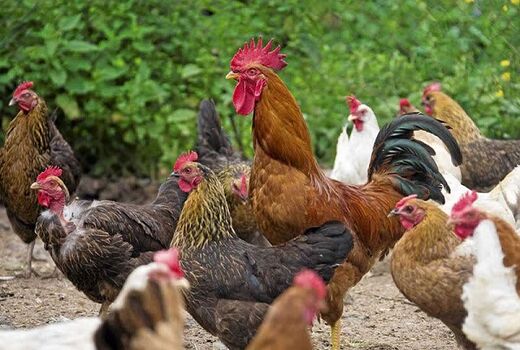 کاهش نرخ بیکاری با راه‌اندازی واحدهای پرورش مرغ بومی در خوزستان