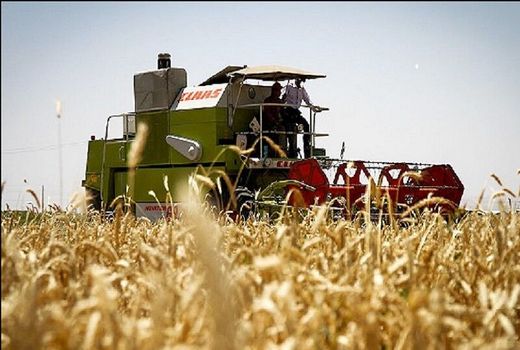 رشد ۱۱ درصدی توزیع بذر «جو» در سال جاری