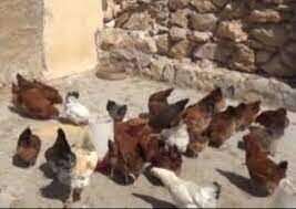 هدایت صحیح منابع مالی، نیروی انسانی و اجتماعی زنان روستایی خرمشهر