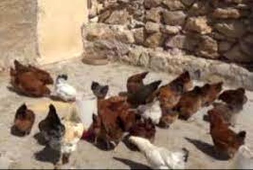 هدایت صحیح منابع مالی، نیروی انسانی و اجتماعی زنان روستایی خرمشهر