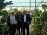شهرستان تبریز با ۱۶۲ گلخانه، پیشرو در تولیدات نوین