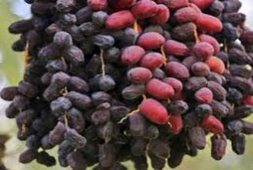 عرضه مستقیم خرمای فهرج در نمایشگاه عرضه تک محصولی خرما ویژه ماه مبارک رمضان