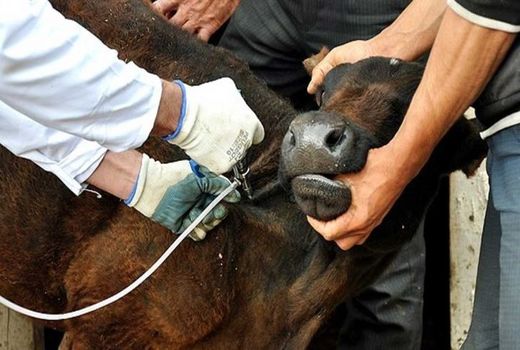 واکسیناسیون رایگان 100 هزار رأس دام سنگین علیه بیماری تب برفکی