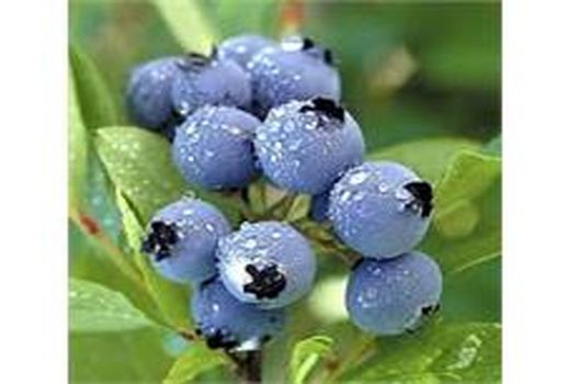 احداث اولین مزرعه بلوبری در ساری