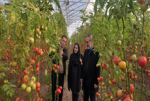 تأمین سوخت اضطراری برای گلخانه‌های مرند با هدف حفظ تداوم تولید در شرایط بحرانی
