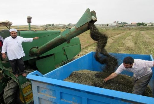 یک هزار و ۸۵۰ تن کلزا بصورت تضمینی از کشاورزان قزوینی خریداری شد