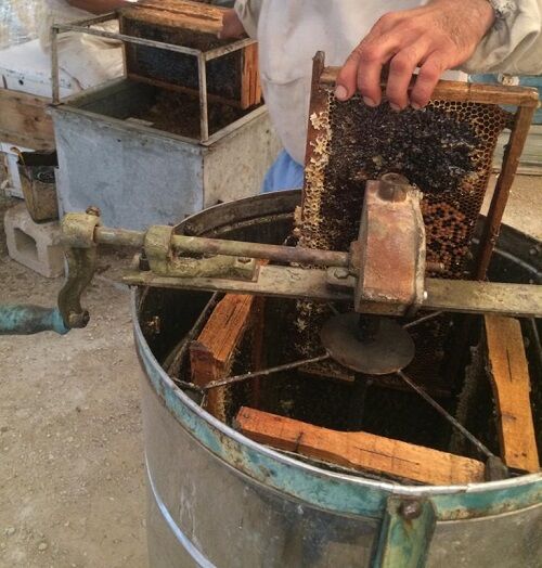 آغاز عسل گیری بهاره از زنبورستان های فسا 