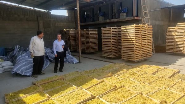 پیش‌بینی برداشت بیش از ۱۸ هزار تن انگور از تاکستان‌های میاندوآب