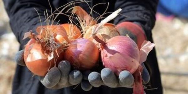 برداشت 16 هزار تن پیاز از مزارع چادگان