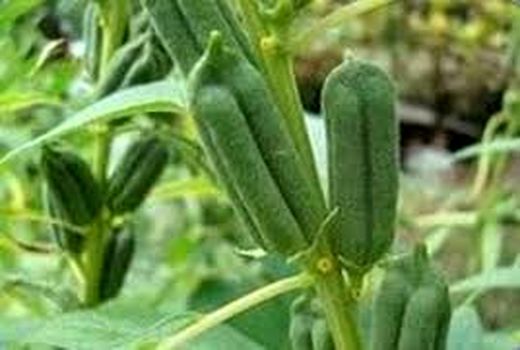 رعایت الگوی کشت راه برون رفت از مشکل کم آبی