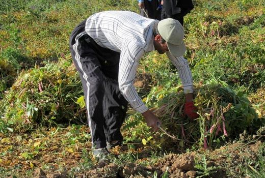 برداشت بیش از ۱۴ هزار تن لوبیا در چهارمحال و بختیاری