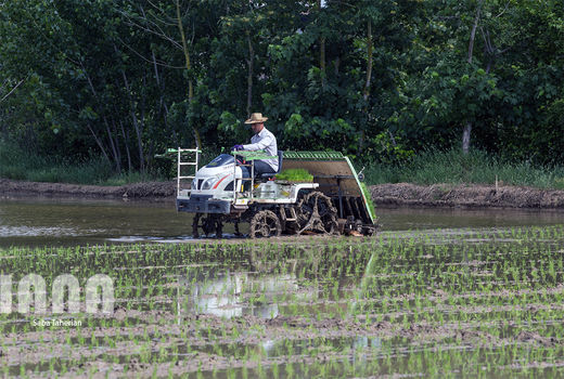 کشت مکانیزه برنج و کاهش 40 درصدی هزینه‌ها