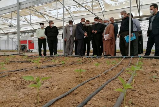 گلخانه تولید فلفل دلمه‌ای در شهرستان بروجن افتتاح شد