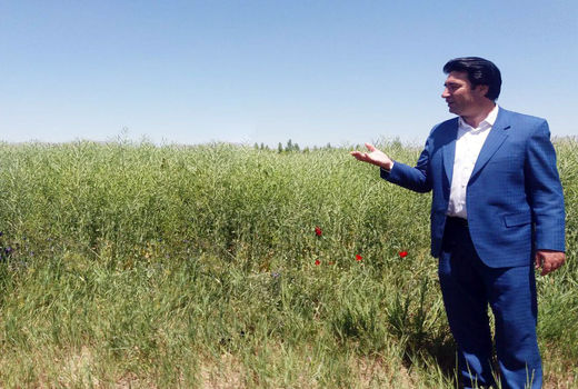 برای اولین بار 72 هکتار از اراضی آبی شهرستان ورزقان به کاشت کلزا اختصاص یافت