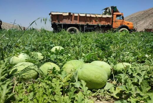 آغاز برداشت هندوانه از 900 هکتار مزارع کازرون