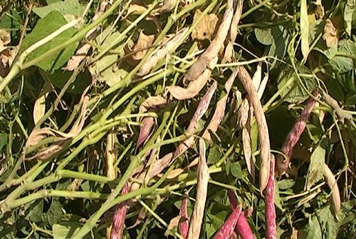 تولید بیش از 800 تن لوبیا در بوانات