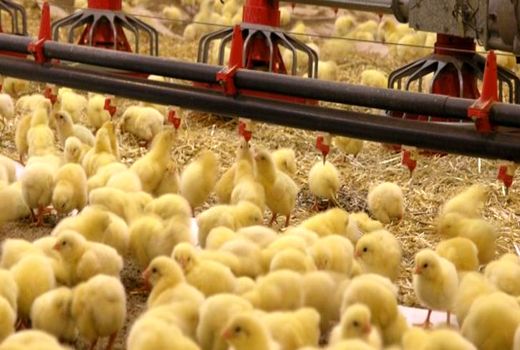 قاچاق جوجه یک روزه در کردستان به صفر رسید