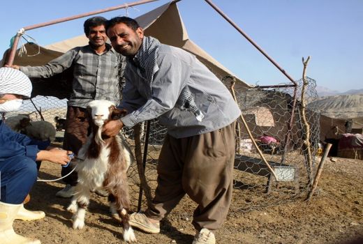 انجام یک میلیون مایه کوبی علیه بیماری ppr احشام سبک در ایلام 