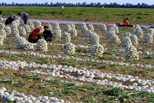 پیش بینی برداشت  ۱۲ هزار تن محصول پیاز از مزارع شهرستان بروجن 