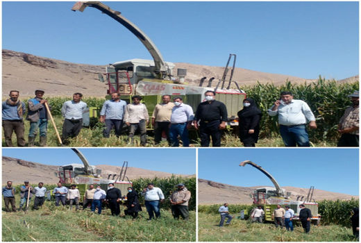 برداشت بیش ‌از 3600 تُن ذرت علوفه‌ای در شهرستان جلفا