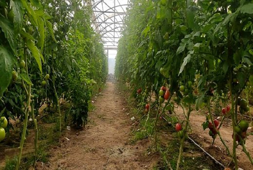 دستیابی محققان دانشگاه تهران به فناوری تولید دانه‌های هیبرید تجاری