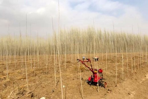 اجرای طرح تولید چوب با پساب فاضلاب در بوشهر