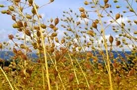 کاملینا در مرودشت کشت شد