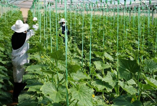 اجرای طرح های جهش تولید در بخش کشاورزی چهارمحال و بختیاری با تخصیص اعتبار ۶۱۵ میلیارد ریالی 