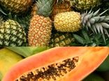 تقاضا برای نزدیک به دو برابر شدن سطح زیر کشت آناناس و پاپایا
