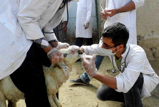 شباهت علائم تب کریمه با ویروس‌های متعدد فصلی