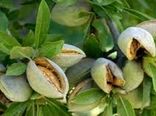 برداشت ۱۱ هزار تن بادام در استان اصفهان