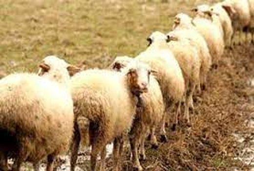 اولین محموله صادراتی دام مازاد ایلام به مقصد کویت بارگیری شد