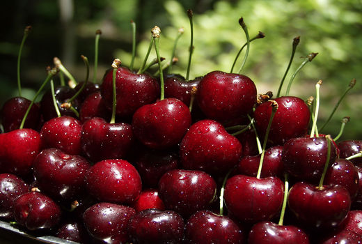 آغاز برداشت گیلاس از باغات استان قزوین